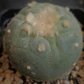 Lophophora fricii