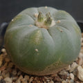 Lophophora fricii