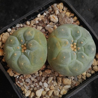 Lophophora fricii