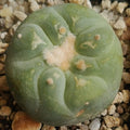Lophophora fricii