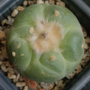 Lophophora fricii