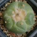 Lophophora fricii