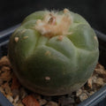 Lophophora fricii