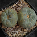 Lophophora fricii