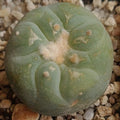 Lophophora fricii