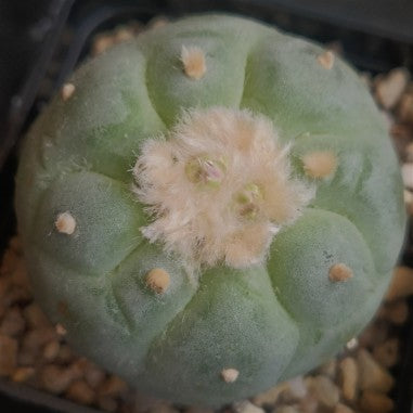 Lophophora fricii
