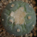 Lophophora fricii