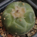 Lophophora fricii