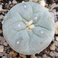Lophophora fricii