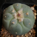 Lophophora fricii