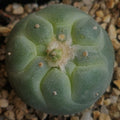 Lophophora fricii