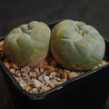 Lophophora fricii