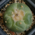 Lophophora fricii