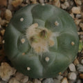 Lophophora fricii