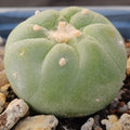Lophophora fricii