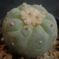 Lophophora fricii