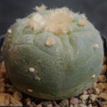 Lophophora fricii