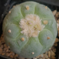 Lophophora fricii