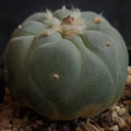 Lophophora fricii