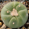 Lophophora fricii
