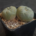Lophophora fricii