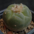 Lophophora fricii
