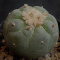 Lophophora fricii