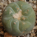 Lophophora fricii