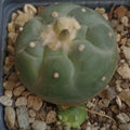 Lophophora fricii