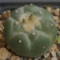 Lophophora fricii