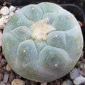 Lophophora fricii