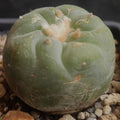 Lophophora fricii