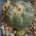 Lophophora fricii