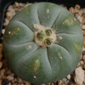 Lophophora fricii