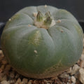 Lophophora fricii