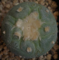 Lophophora fricii