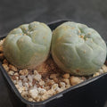 Lophophora fricii