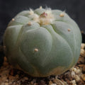 Lophophora fricii