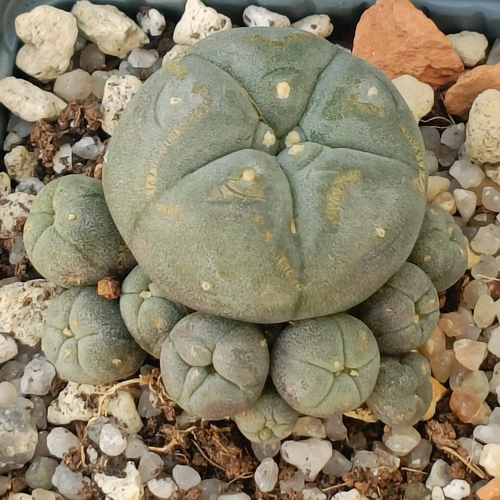 Lophophora williamsi caespitosa