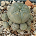 Lophophora williamsi caespitosa