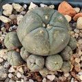 Lophophora williamsi caespitosa