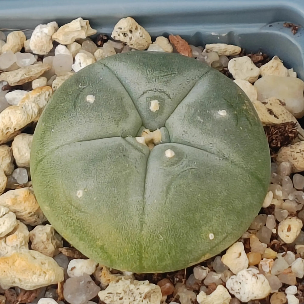 Lophophora williamsii