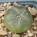 Lophophora williamsii