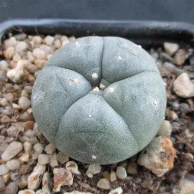 Lophophora williamsii