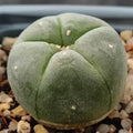 Lophophora williamsii