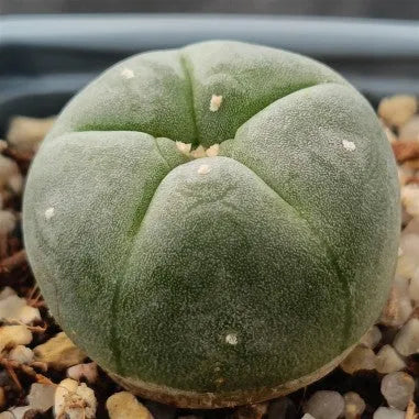 Lophophora williamsii