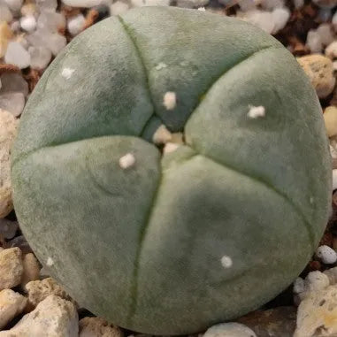 Lophophora williamsii