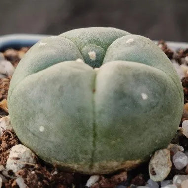 Lophophora williamsii