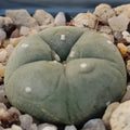 Lophophora williamsii