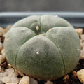 Lophophora williamsii